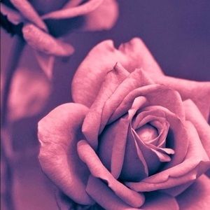 Meet your Posher, Martha